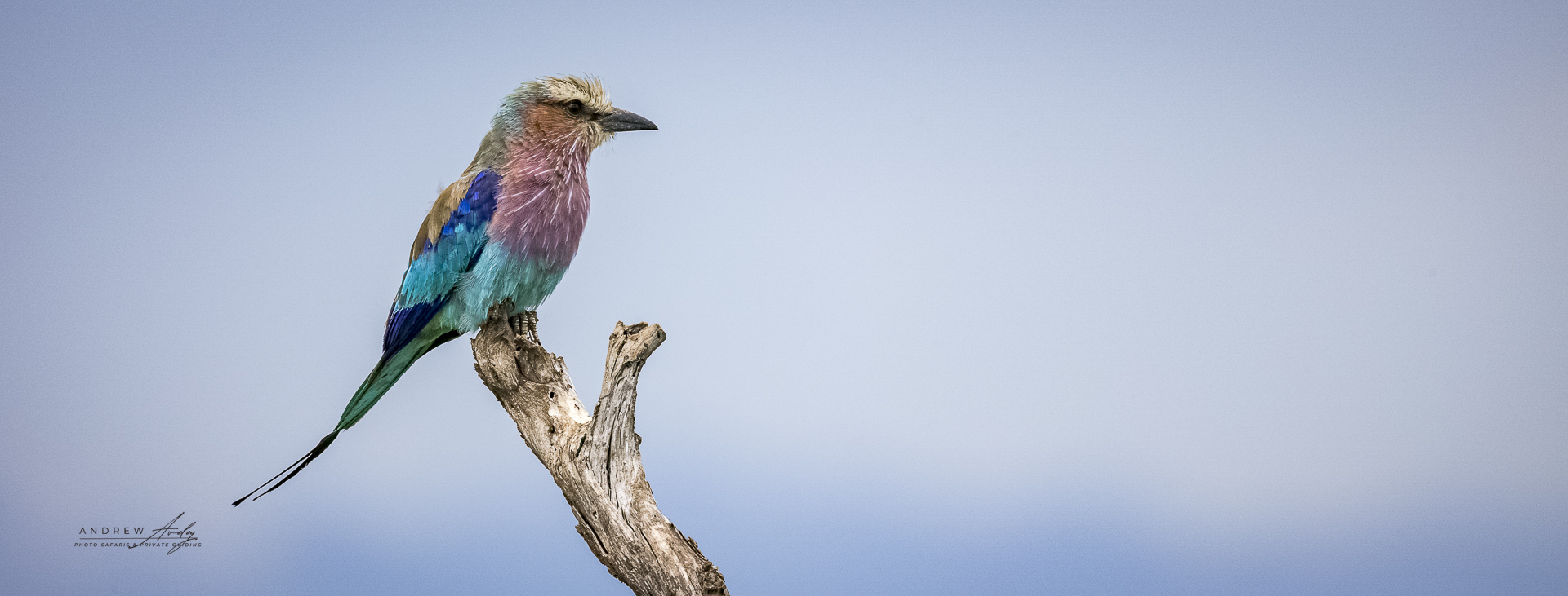 Wild Expressions Tailor-made African safaris