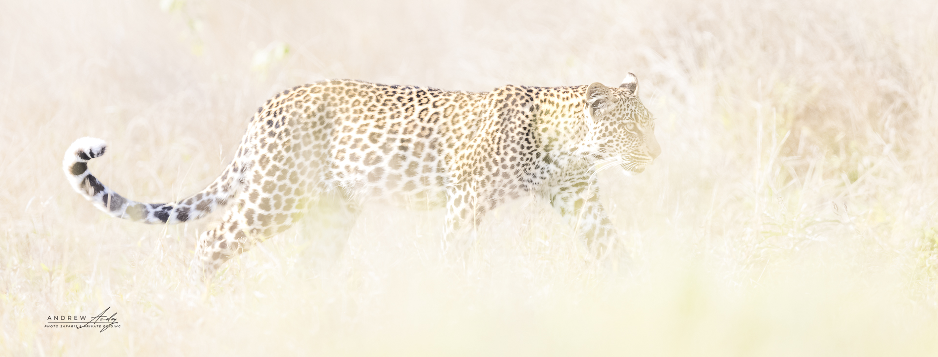 Wild Expressions Tailor-made African safaris