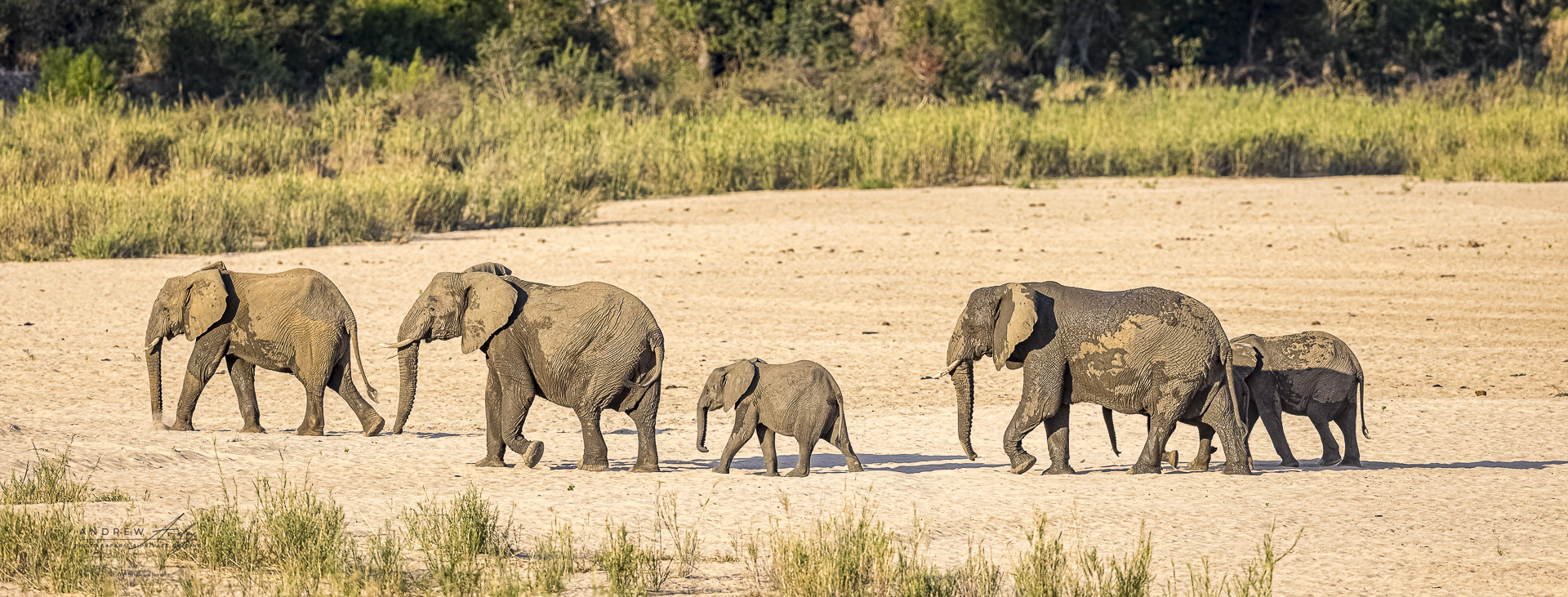Wild Expressions Tailor-made African safaris